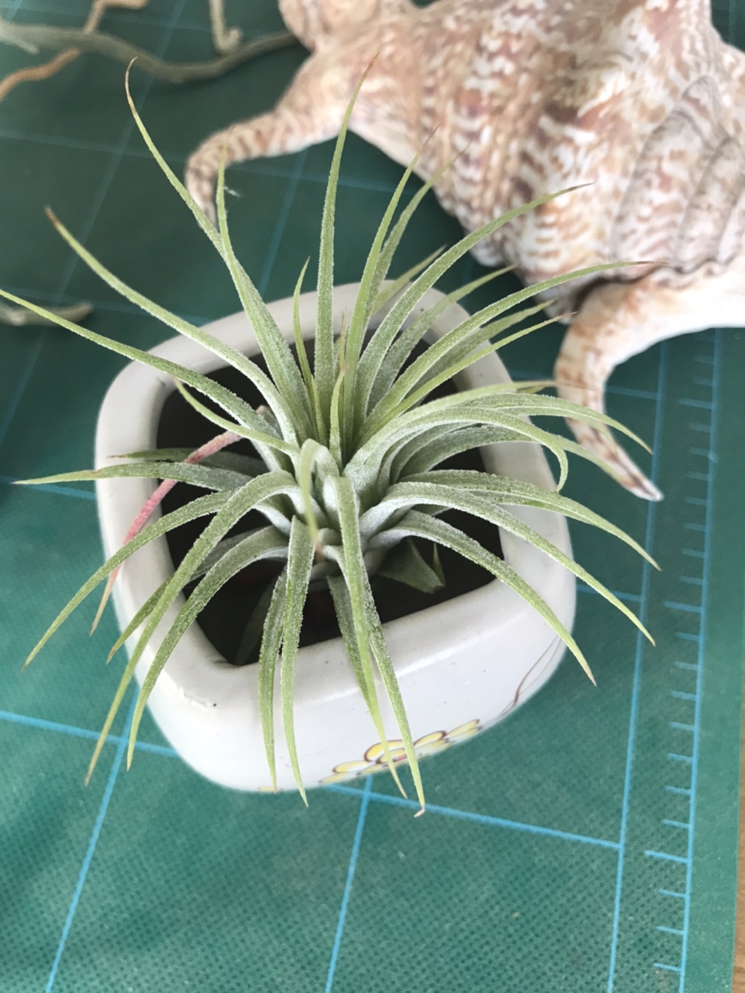 Air Plant in Pot - photo 2