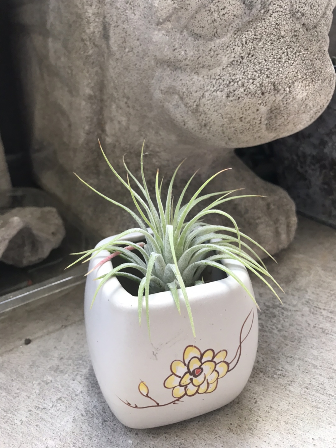 Air Plant in Pot