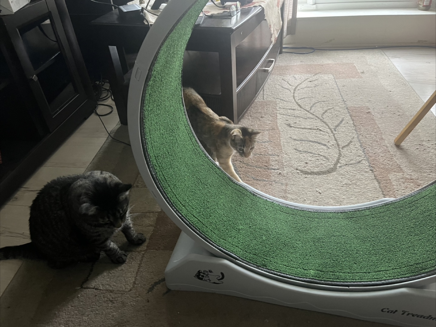 Cat Treadmill Exercise Wheel - photo 2