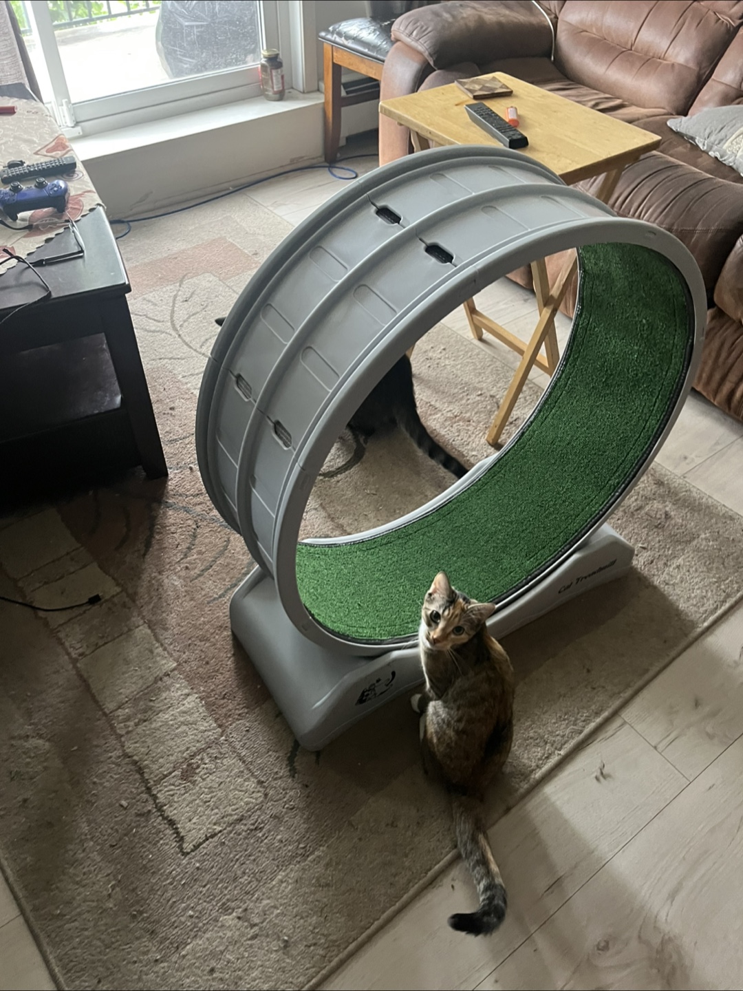 Cat Treadmill Exercise Wheel - photo 4