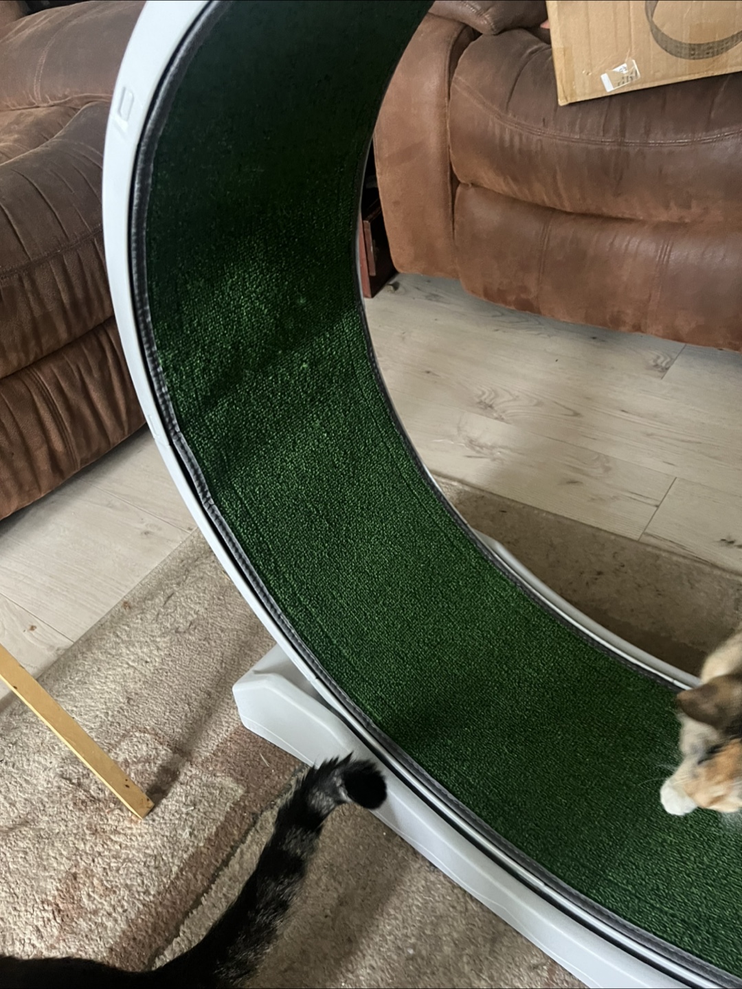 Cat Treadmill Exercise Wheel - photo 5