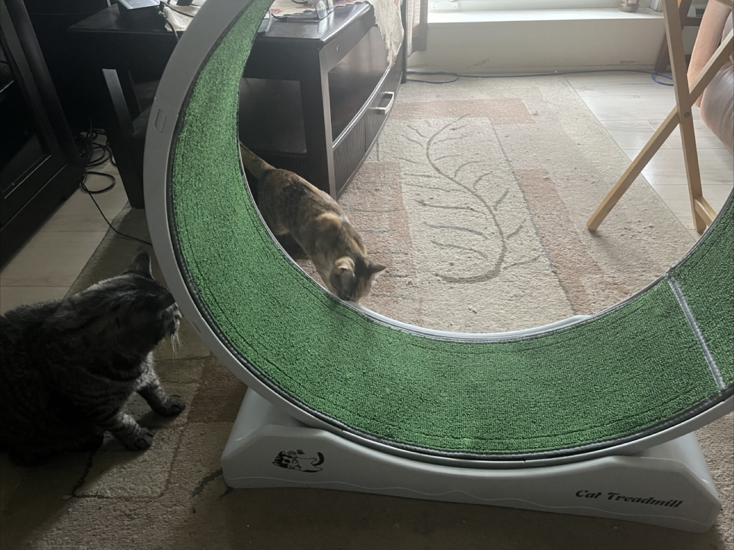 Cat Treadmill Exercise Wheel