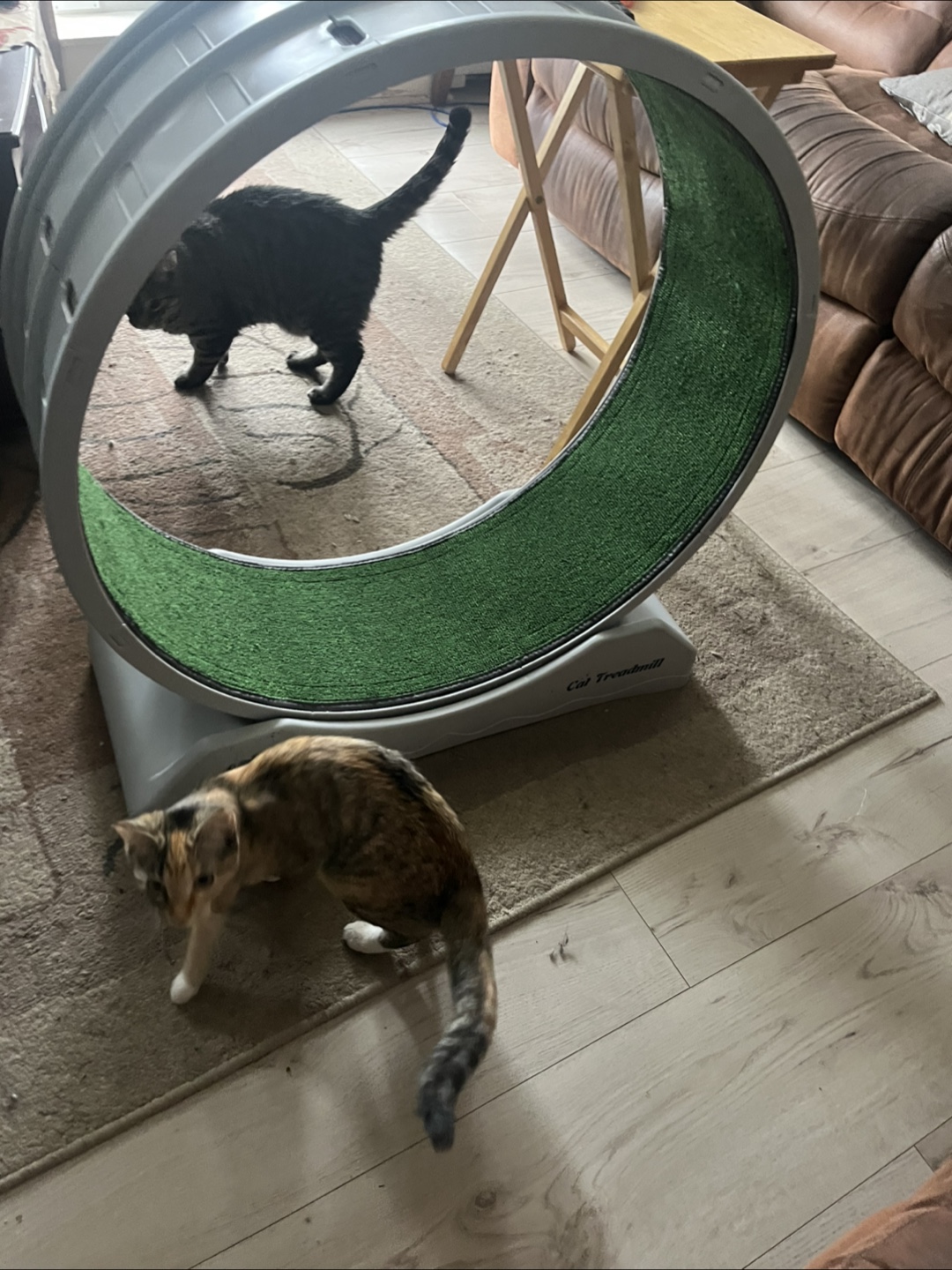 Cat Treadmill Exercise Wheel - photo 3