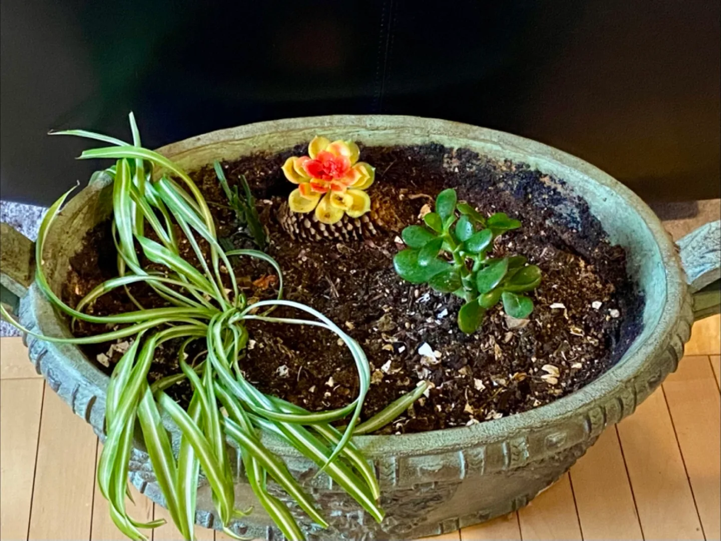 Potted Plants in Decorative Planter thumbnail