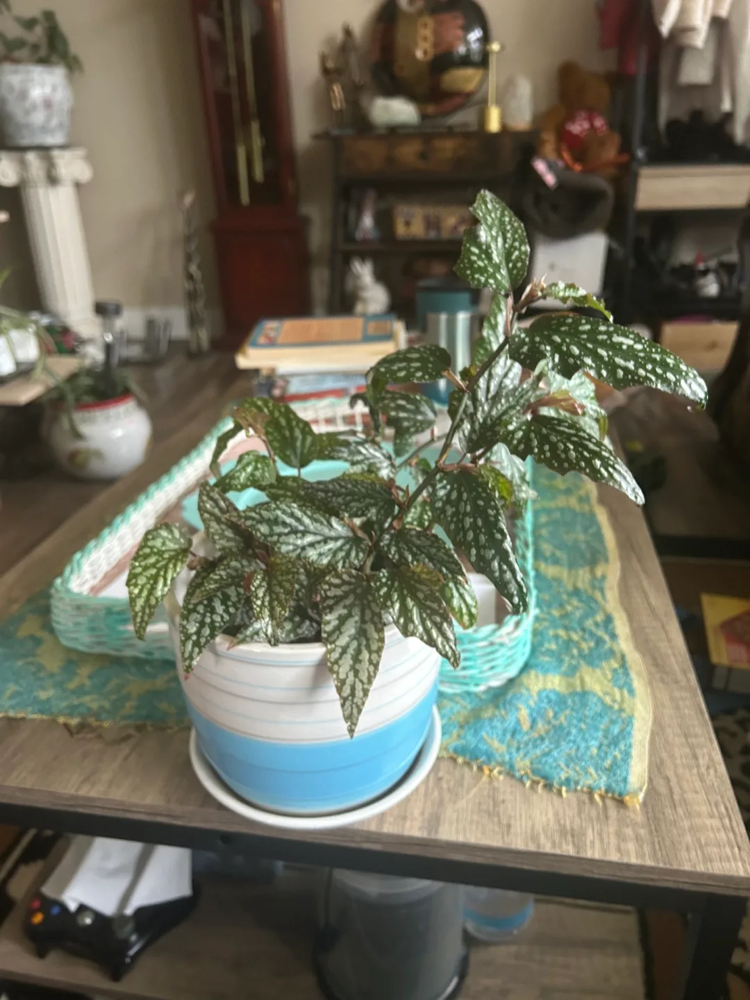 Angel wing begonia  Plant thumbnail