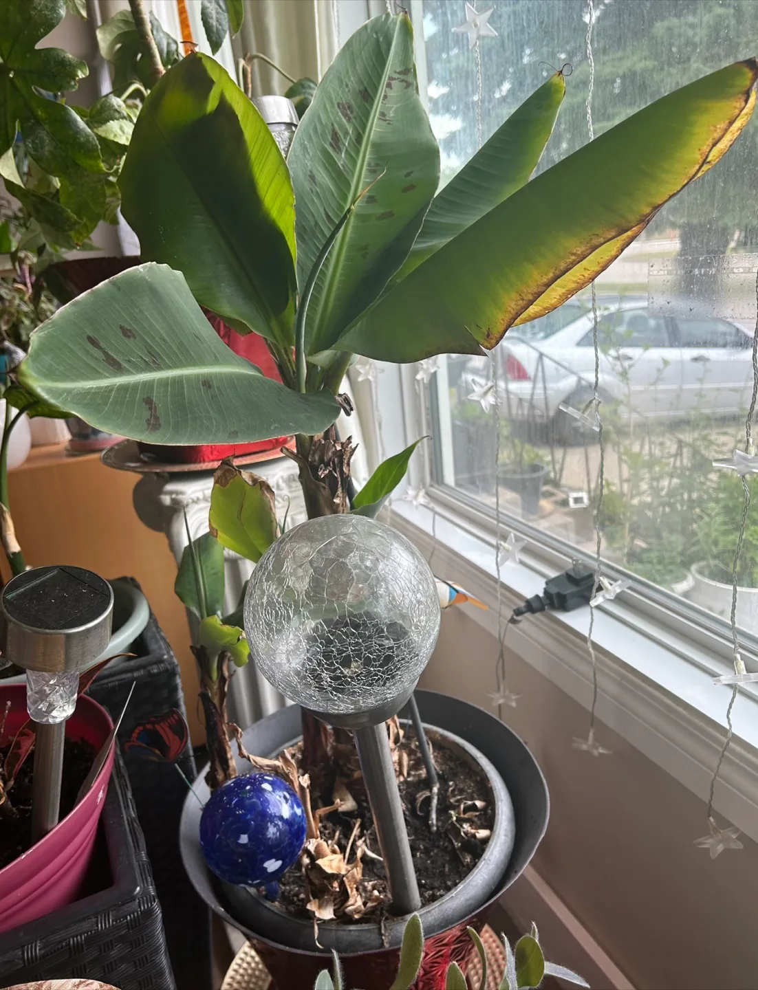 Potted Banana Plant thumbnail