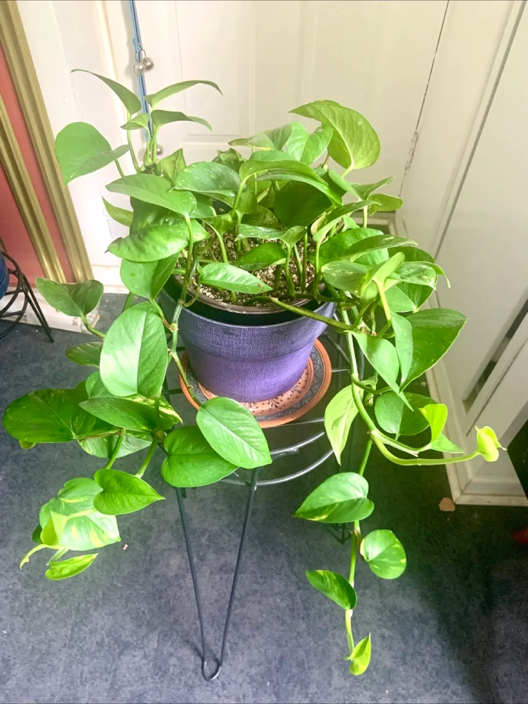 Healthy Pothos Plant in Purple Pot thumbnail