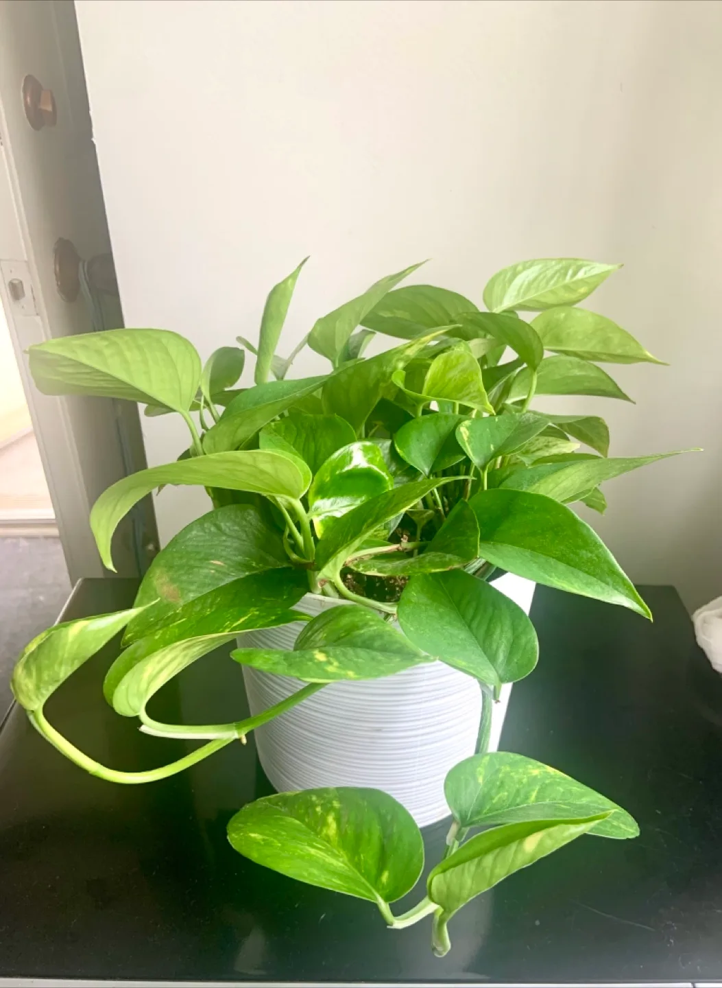 Healthy Golden Pothos in White 8” Pot image indicator(3)