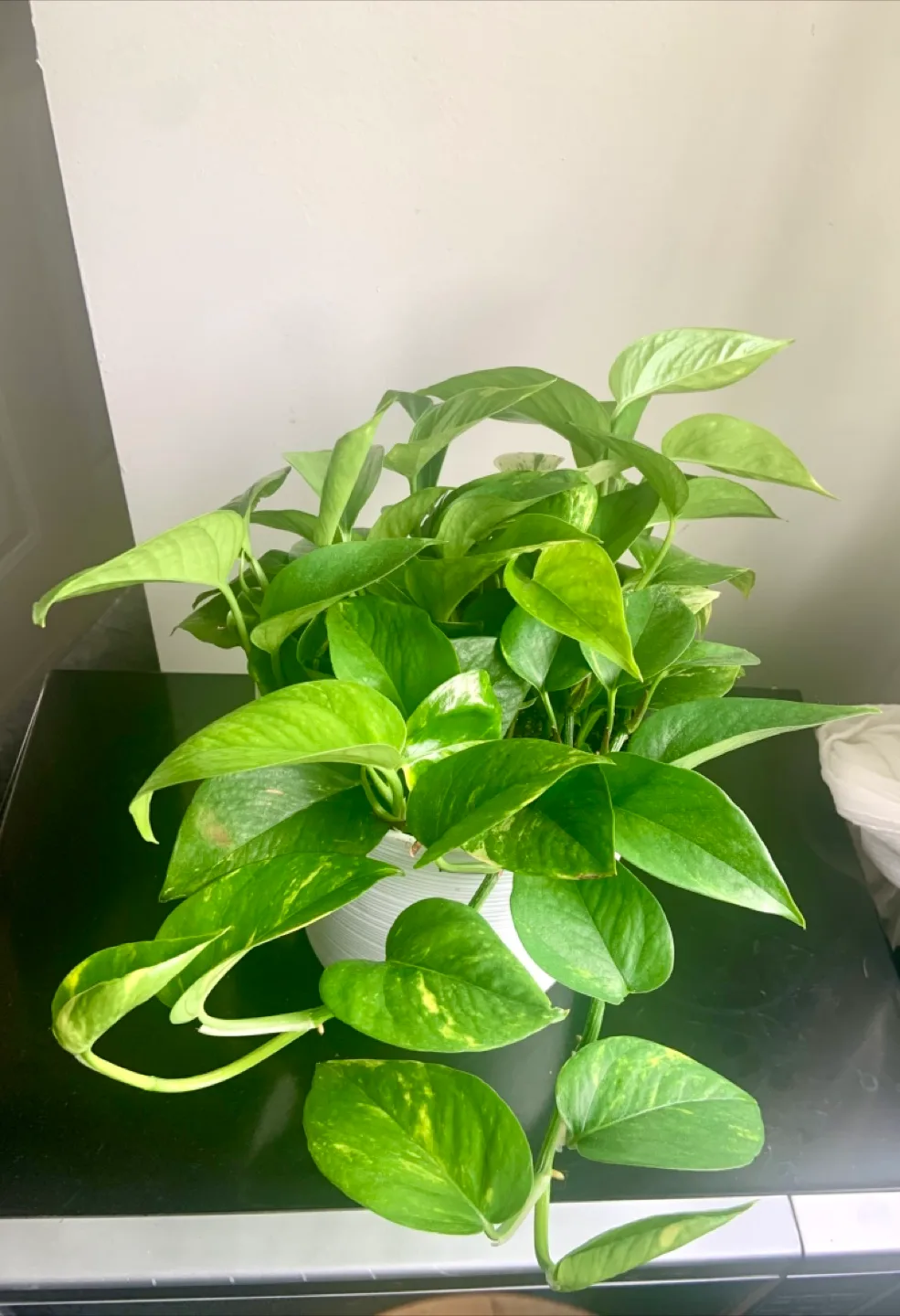 Healthy Golden Pothos in White 8” Pot image indicator(2)