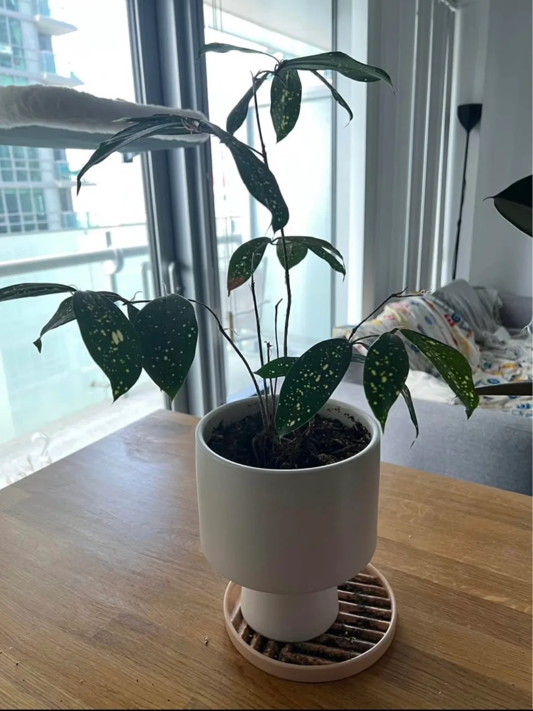 Houseplant for sale (pot included) thumbnail