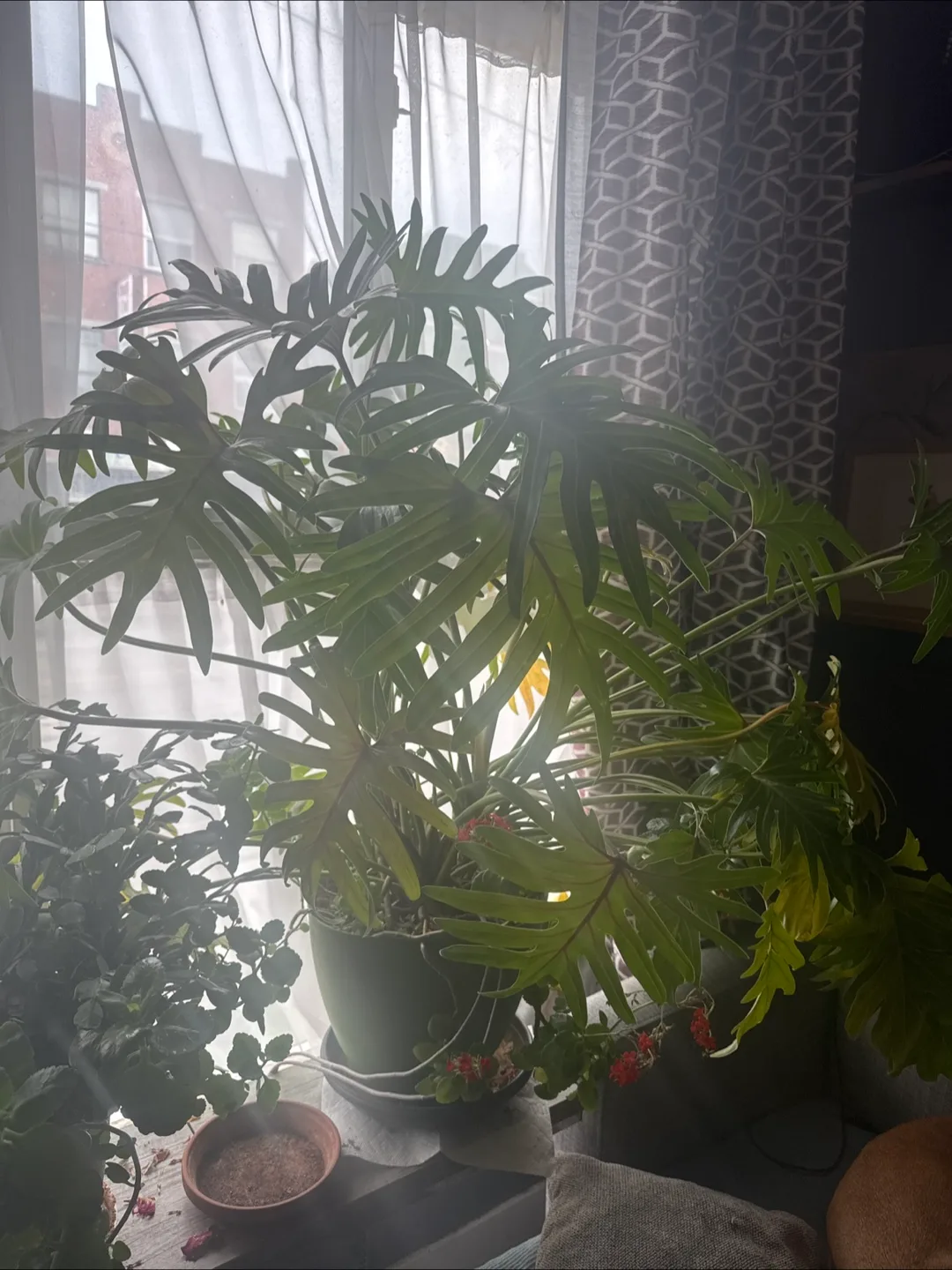 Large Philodendron Xanadu Potted Plant thumbnail