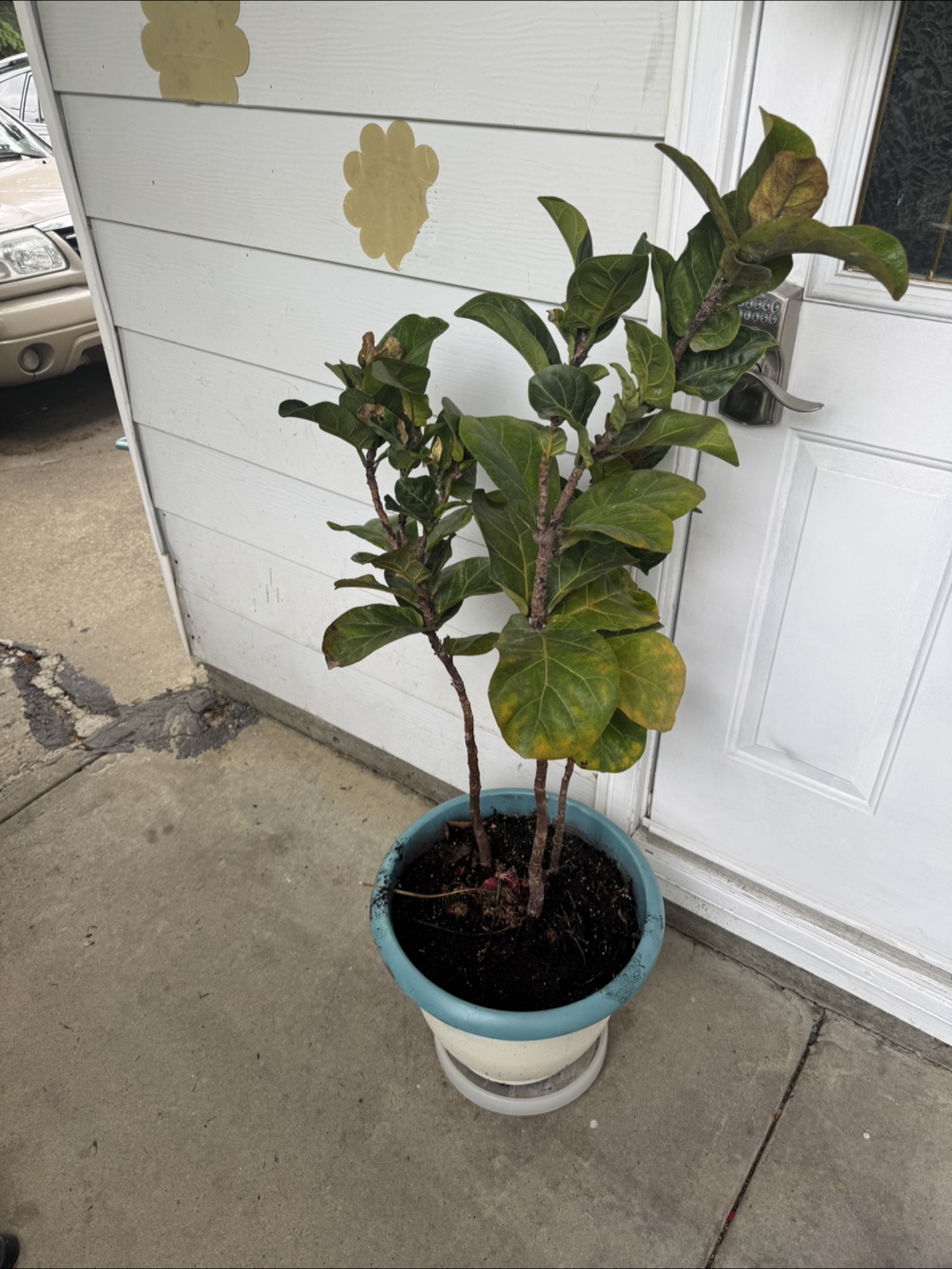 Fiddle Leaf Fig Tree
