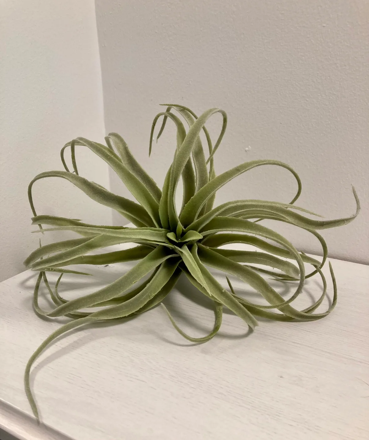 Large Faux Airplant image indicator(2)