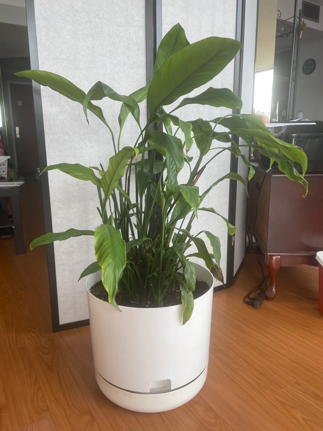 Peace Lily Plant thumbnail