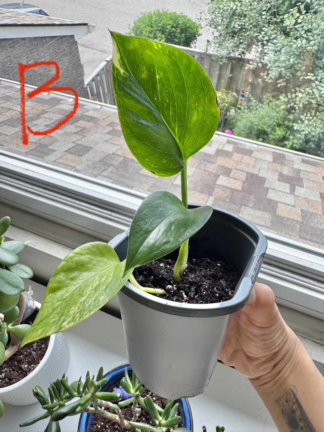 Pothos $1 each pot - photo 5