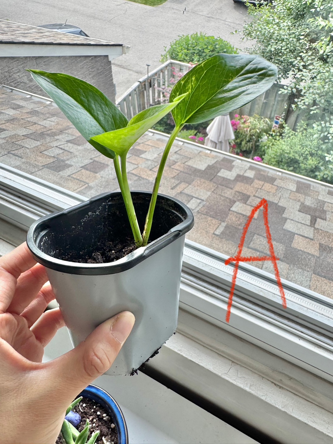 Pothos $1 each pot - photo 4