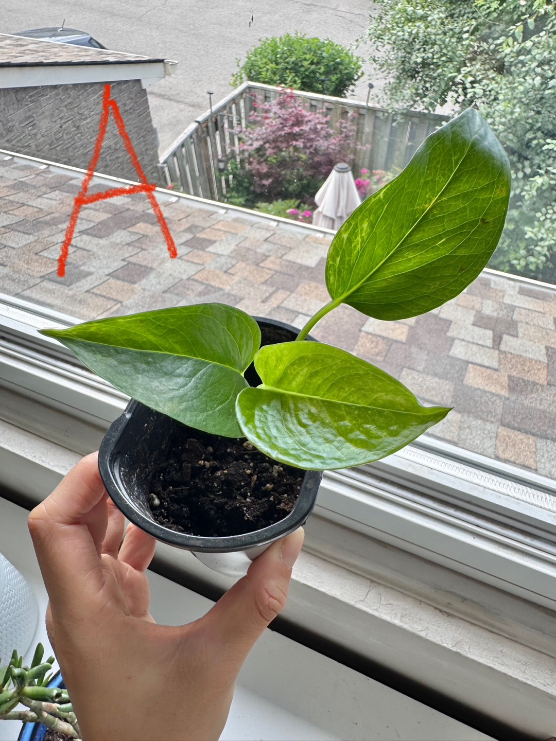 Pothos $1 each pot - photo 3