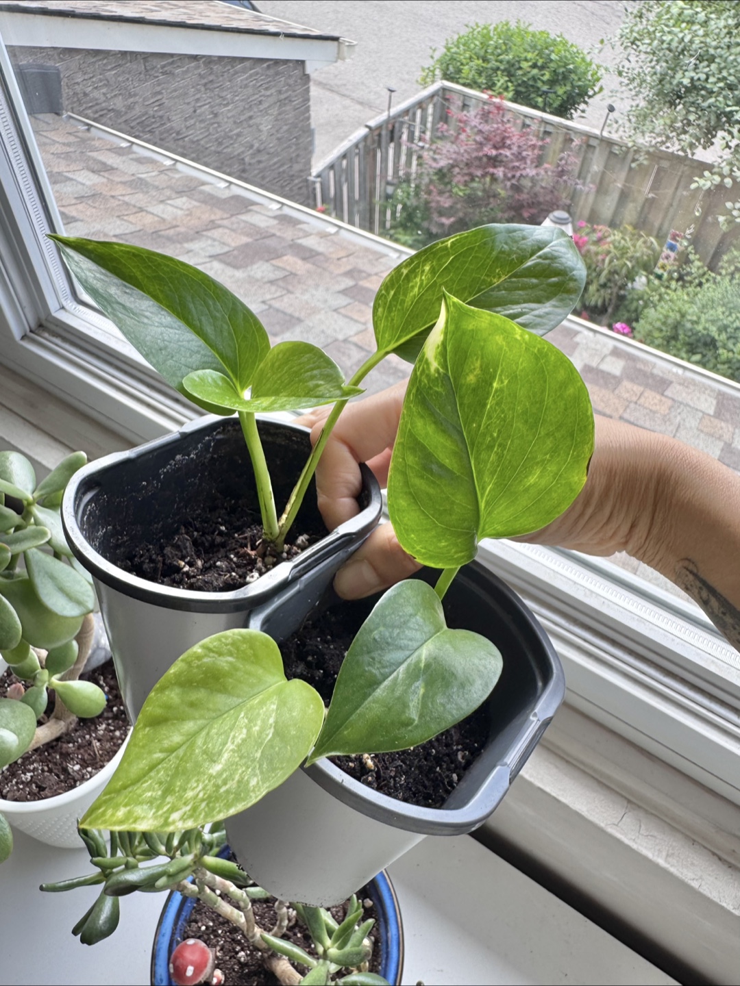 Pothos $1 each pot - photo 2