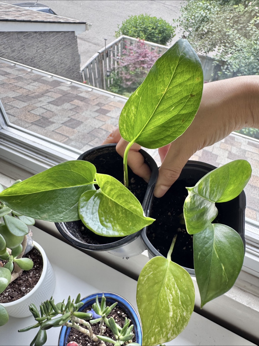 Pothos $1 each pot