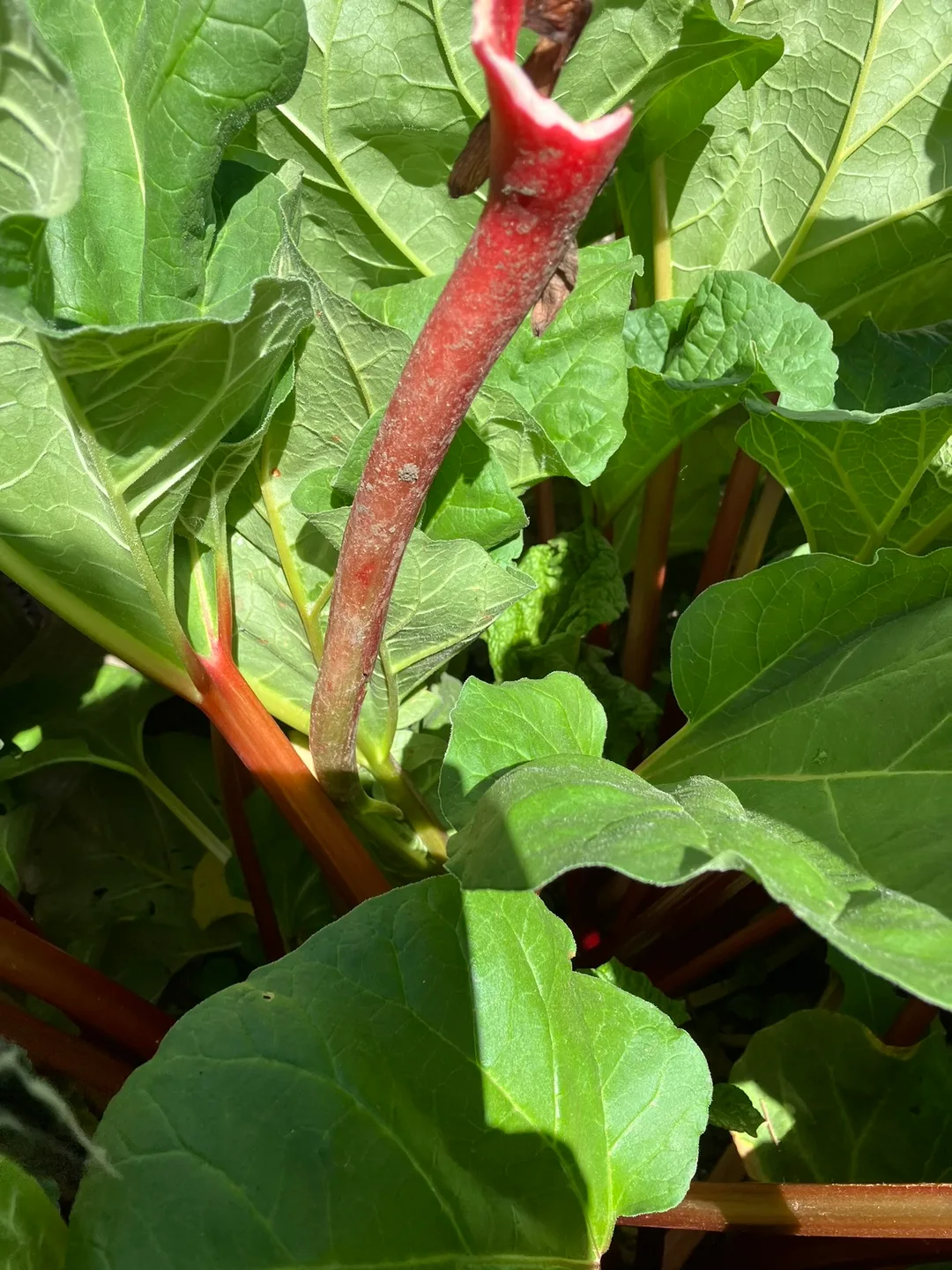 Free fresh rhubarb image indicator(3)