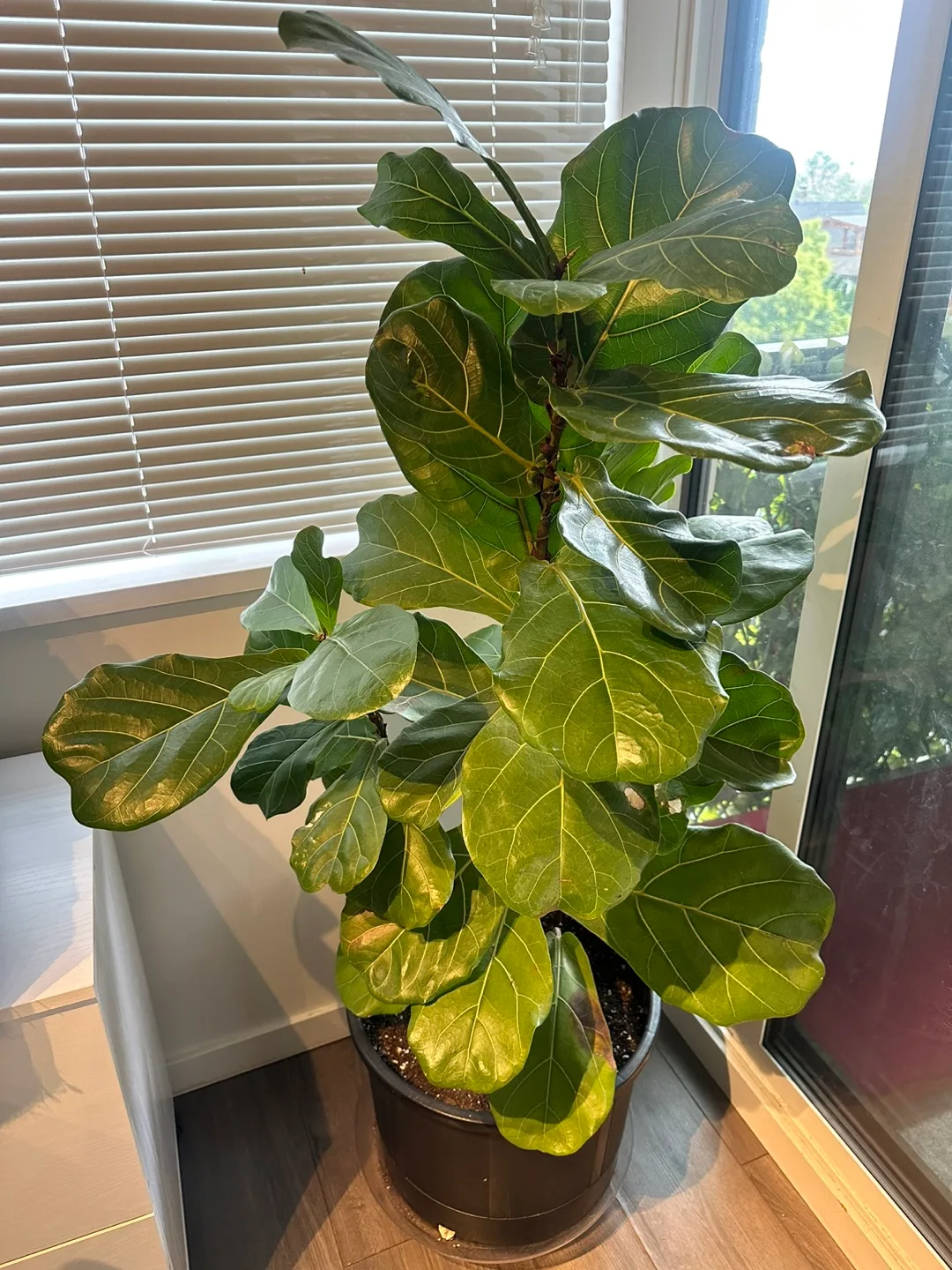 Fiddle Leaf Fig Plant thumbnail