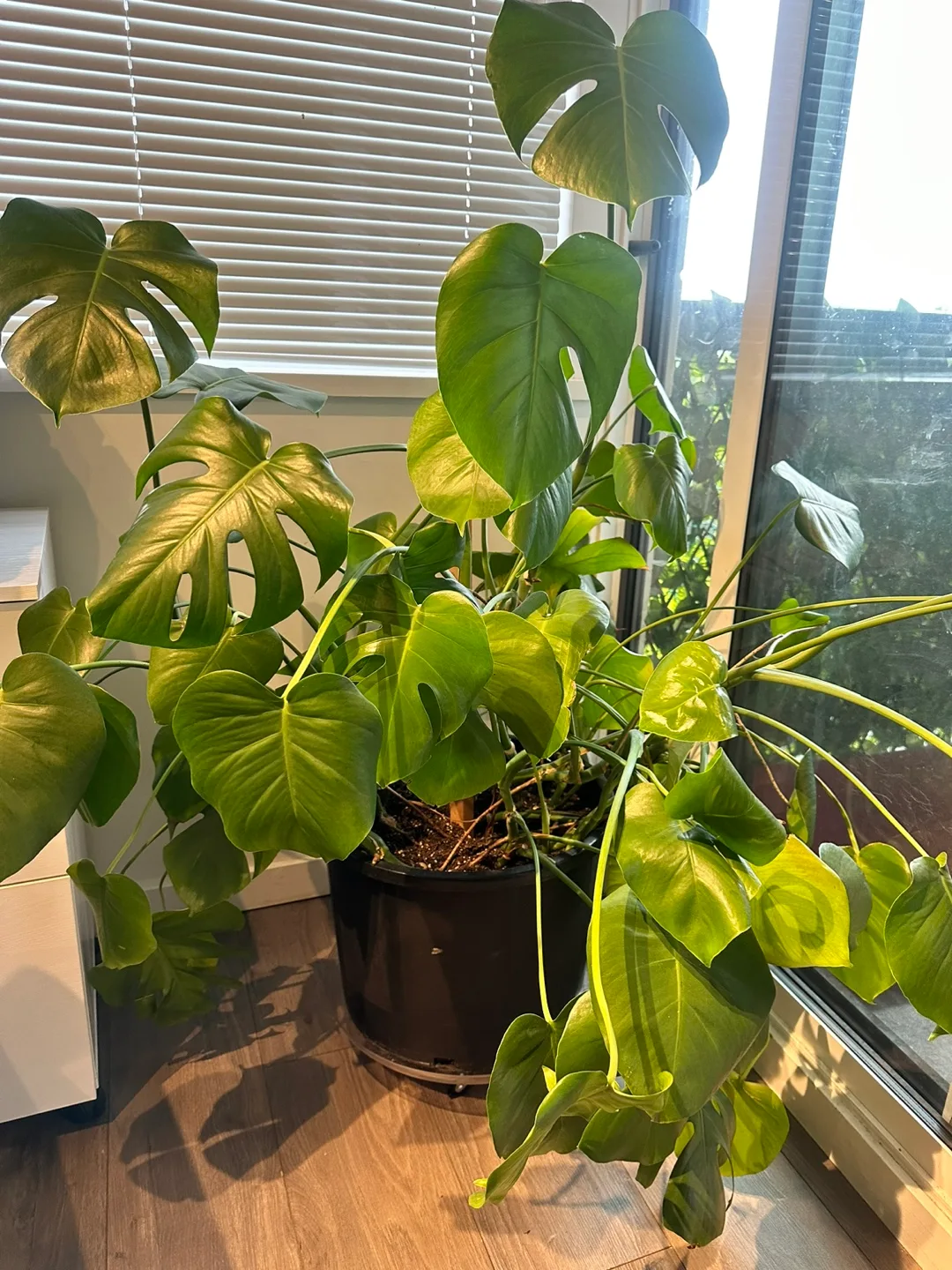 Monstera Plant thumbnail