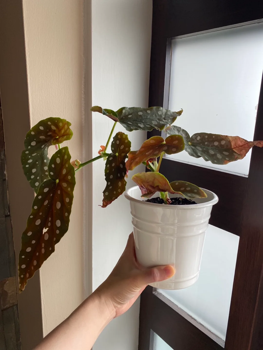 Begonia Maculata (Angel wing/Polka dot) thumbnail
