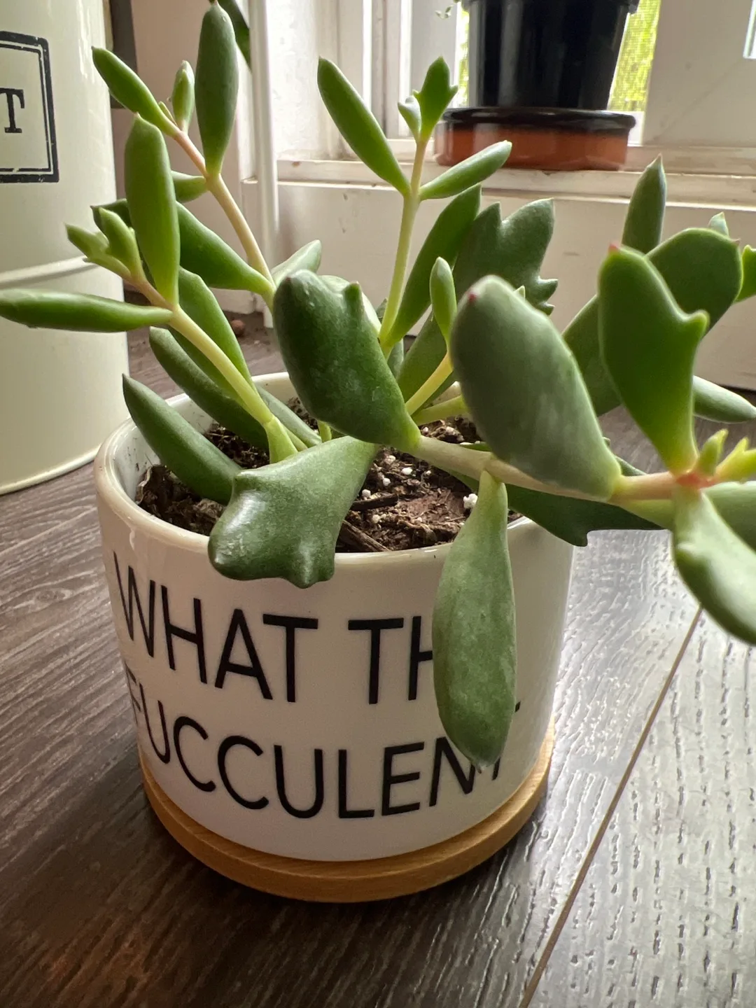 What the Fucculent Potted Plant image indicator(2)