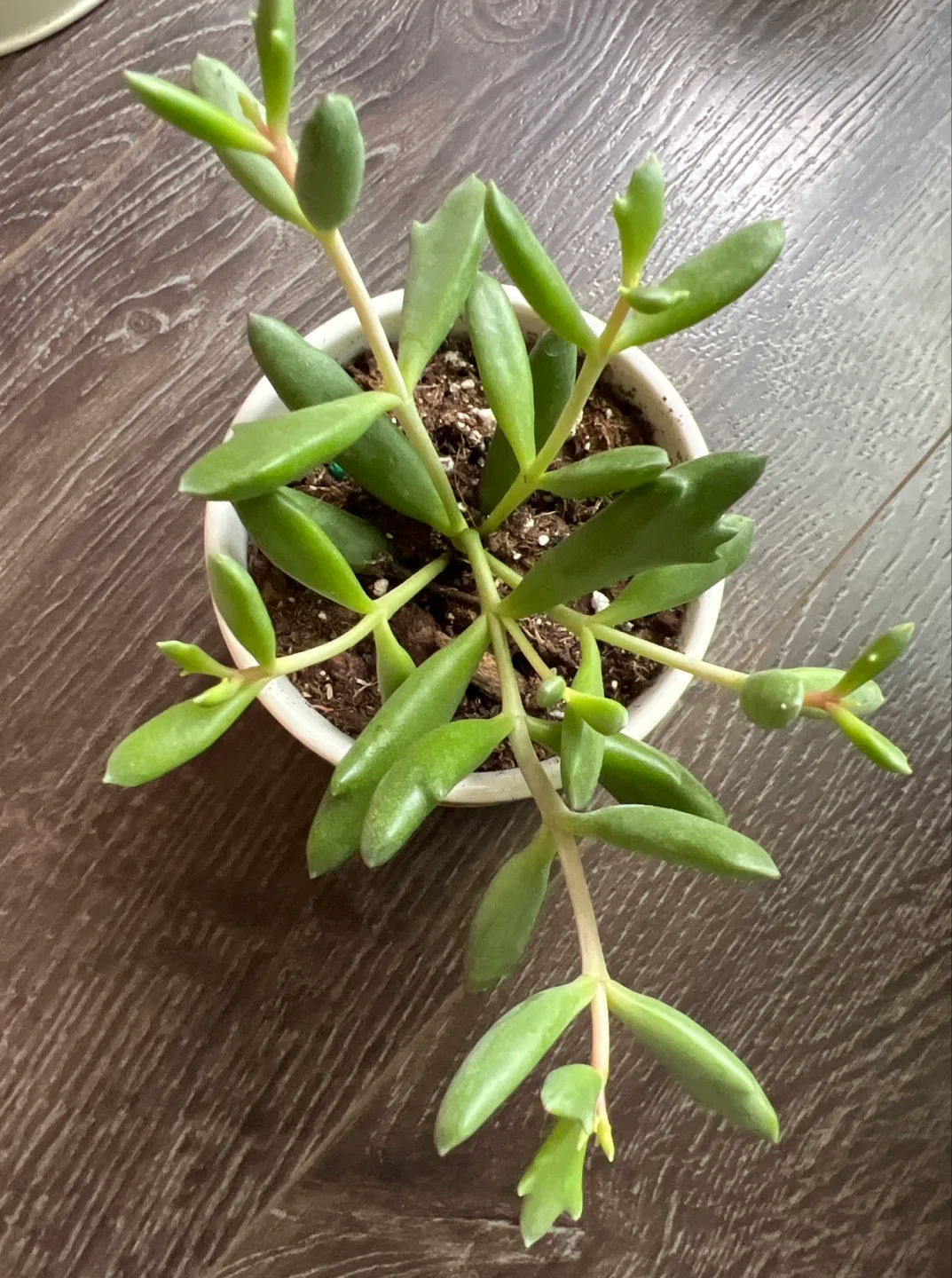 What the Fucculent Potted Plant image indicator(3)