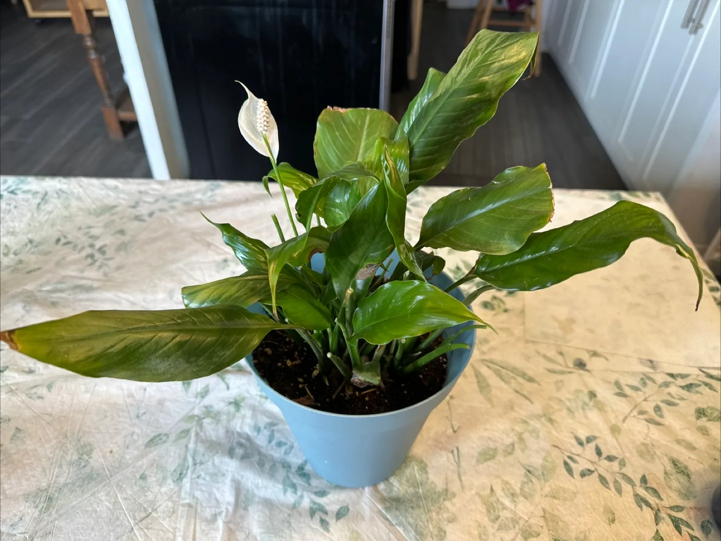 Peace Lily Plant in Blue Pot thumbnail