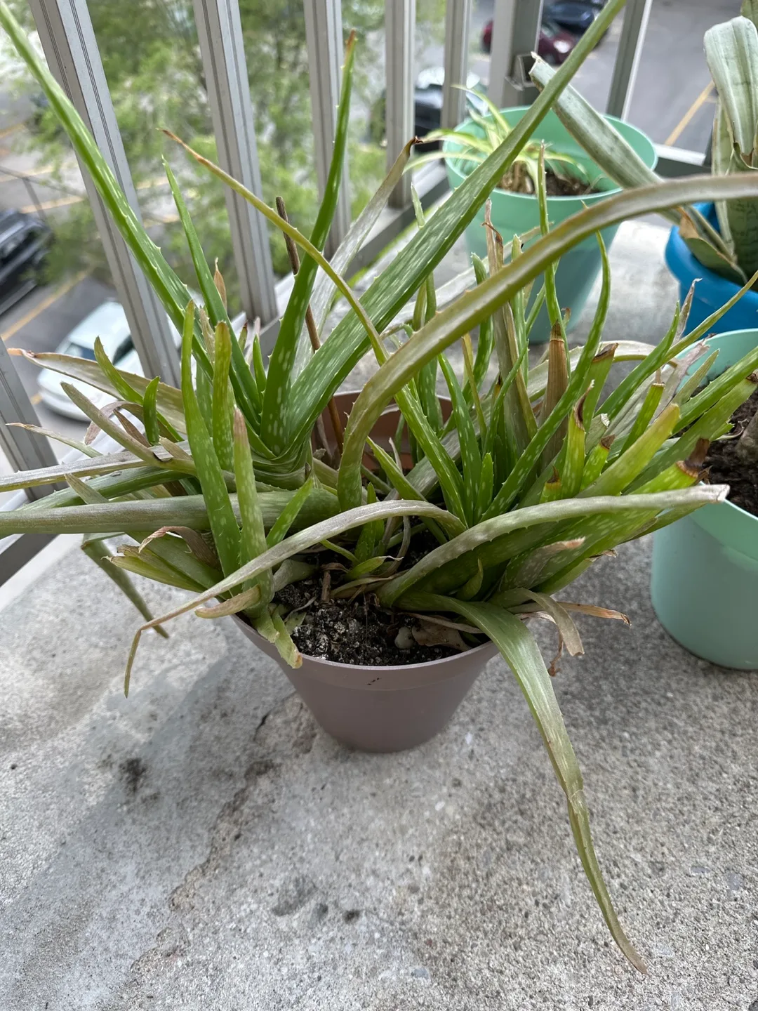 Potted Aloe Vera plant 🪴 thumbnail