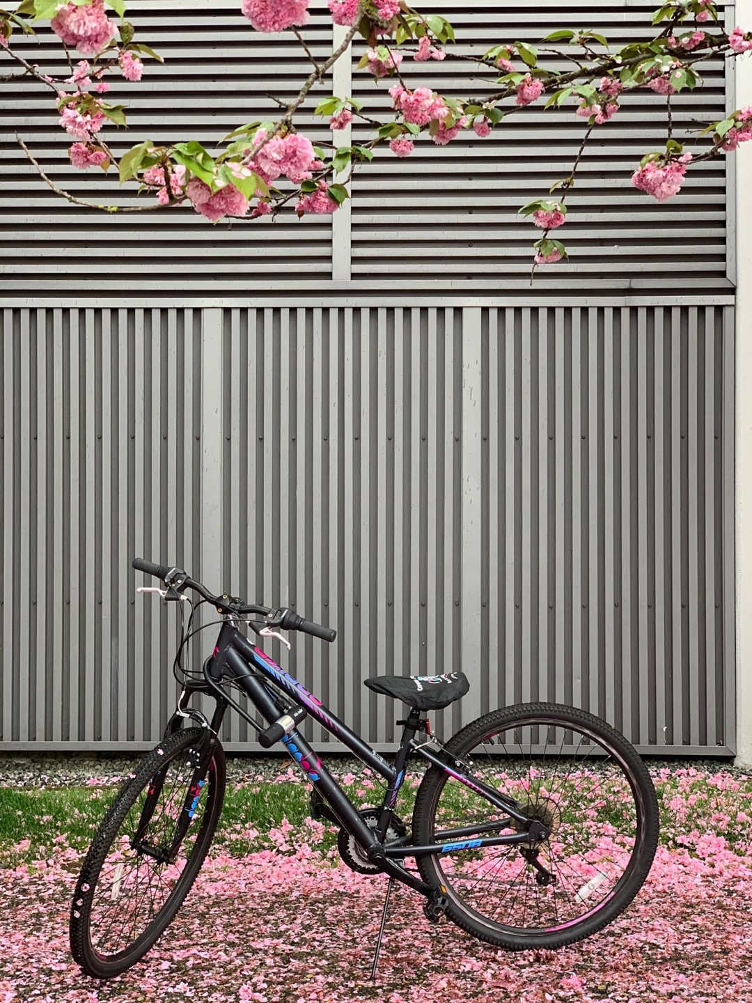 Women Mountain Bike - size small - photo 2