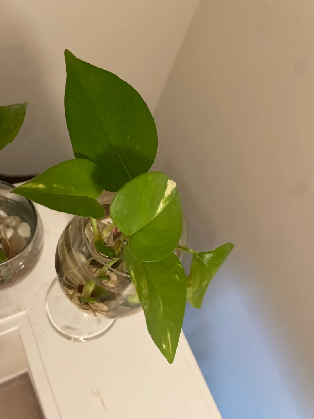 Pothos Plant Cuttings in Glass image indicator(5)