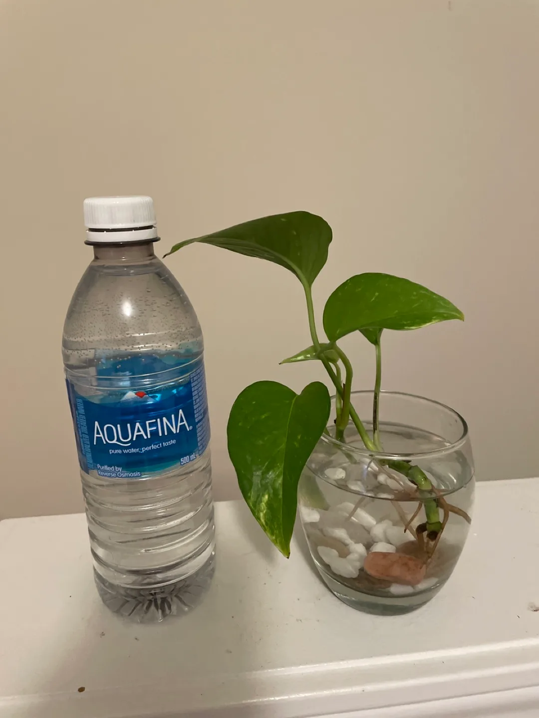 Pothos Plant Cuttings in Glass image indicator(3)