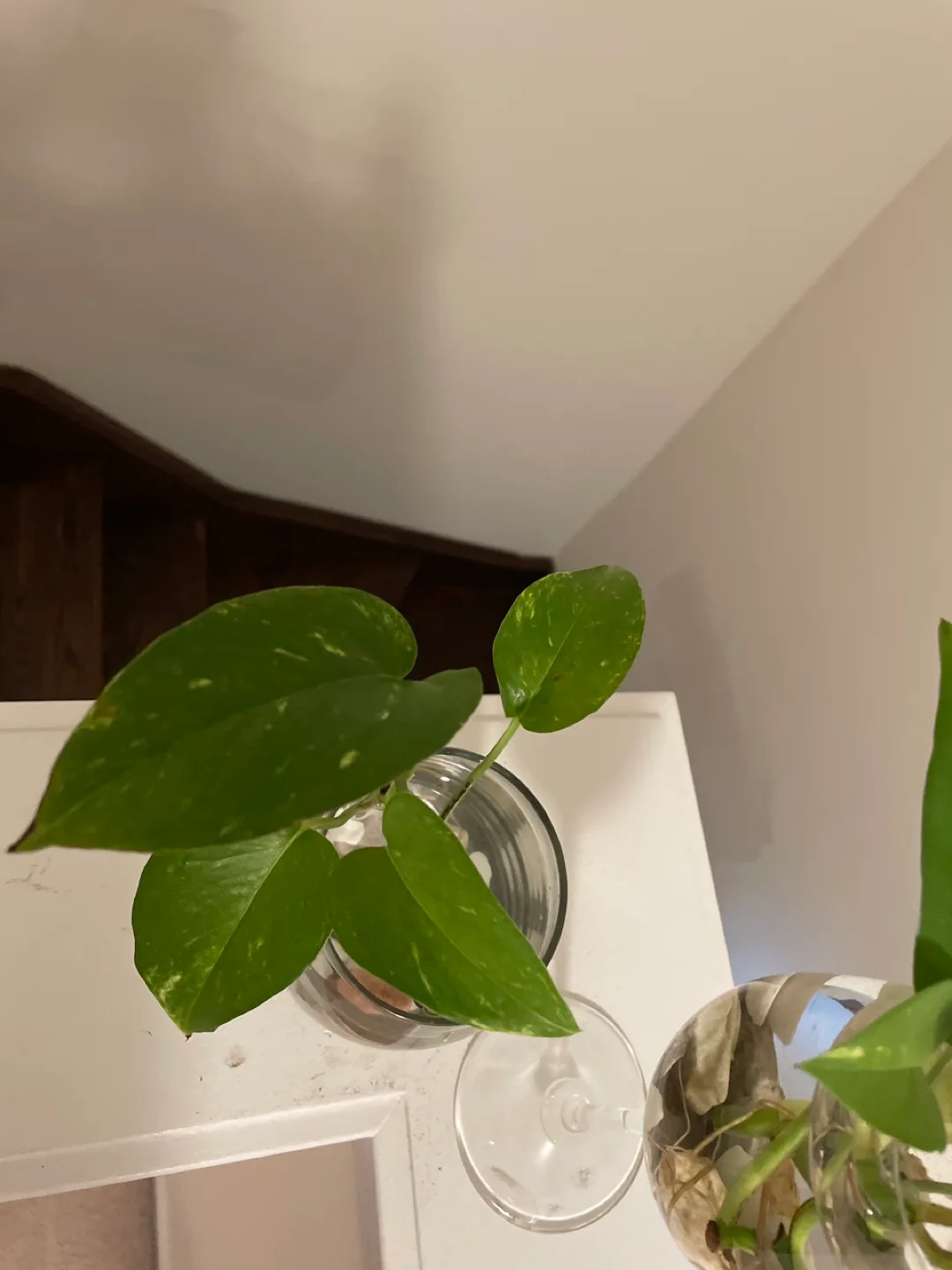 Pothos Plant Cuttings in Glass image indicator(4)