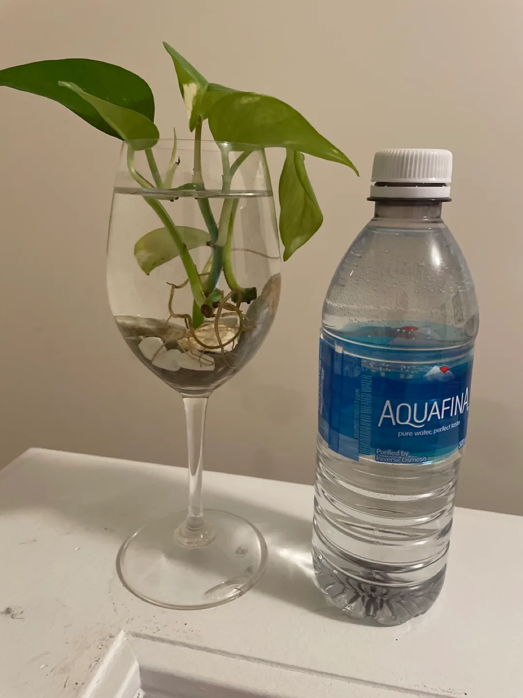 Pothos Plant Cuttings in Glass image indicator(2)