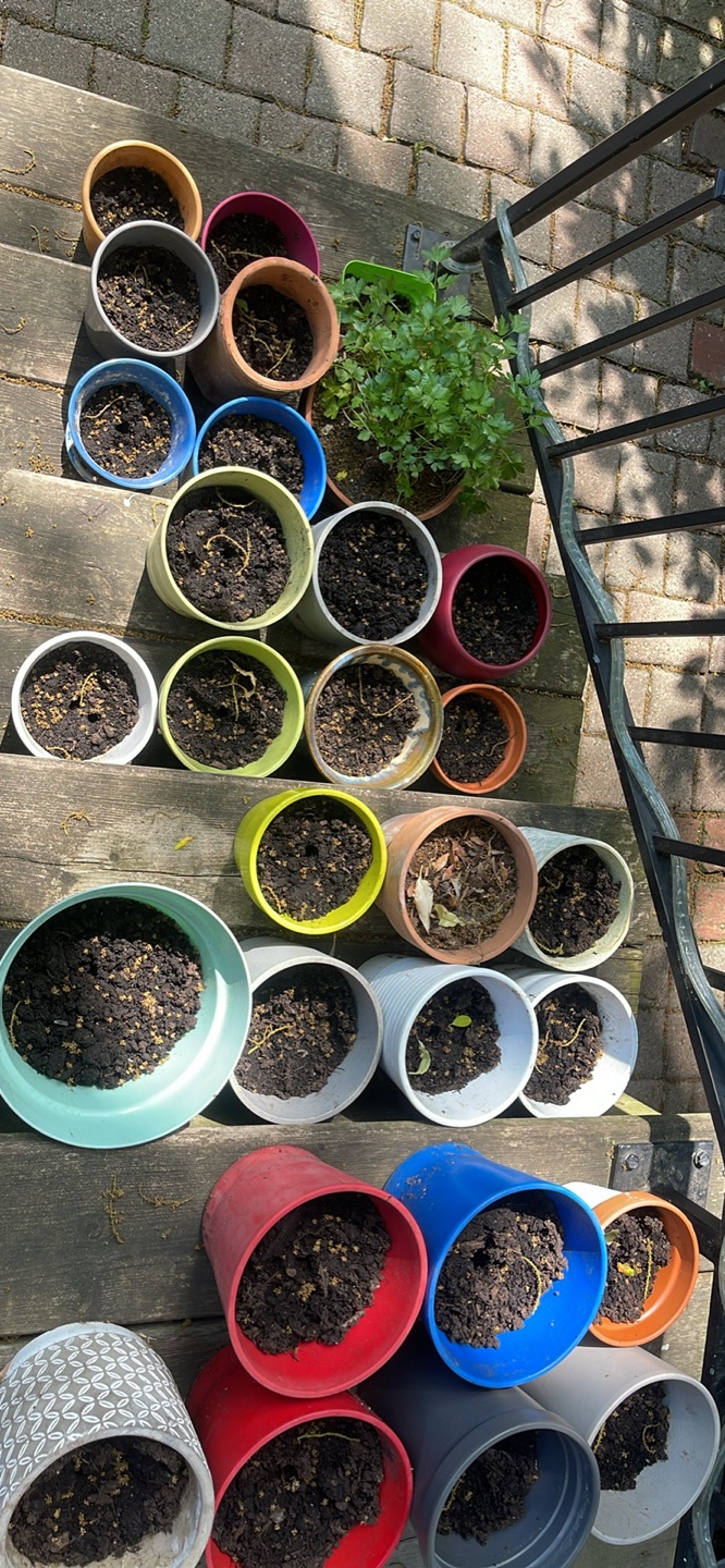 Assorted Garden Pots REDUCED TO SELL