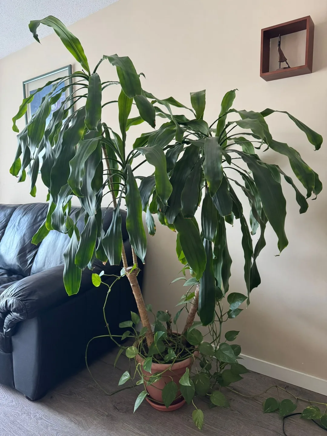 Potted Dracaena Fragrans Plant thumbnail
