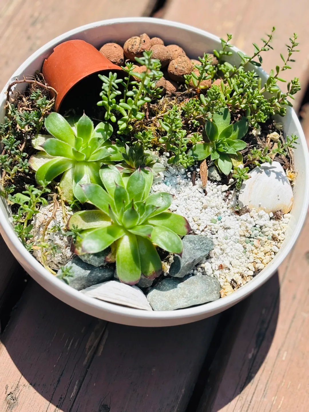 🏒 Miniature succulent garden terrarium thumbnail