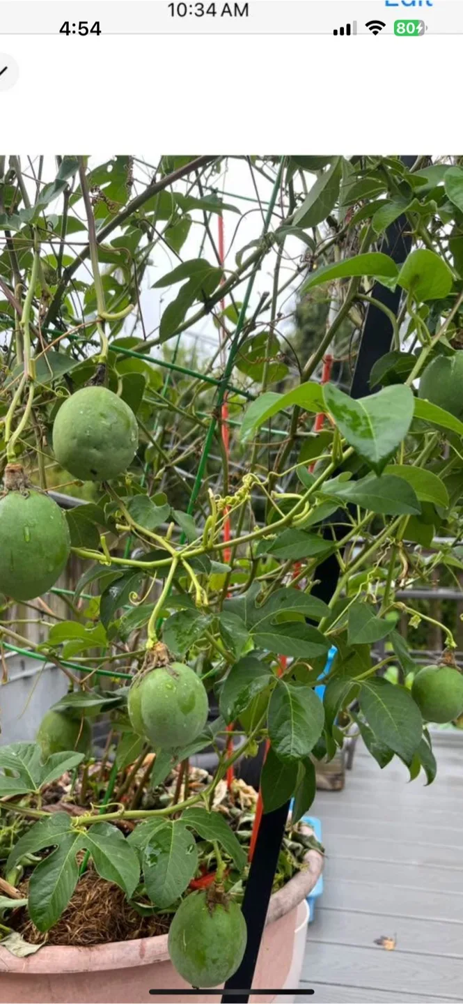 Passion Fruit Plant thumbnail