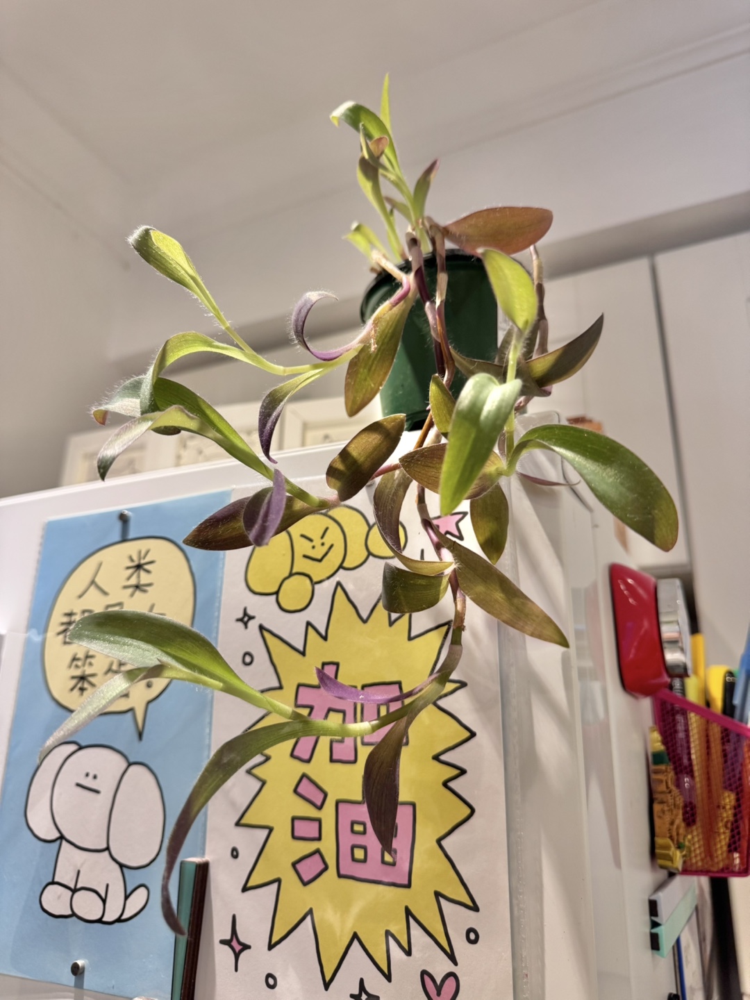 Tradescantia Purple Plant - photo 5