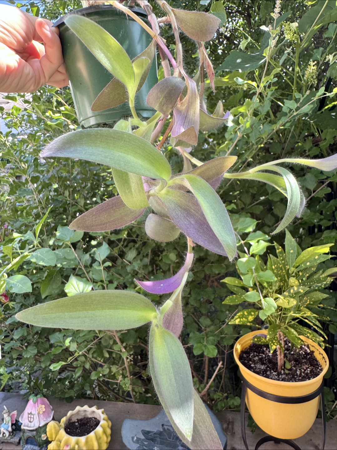 Tradescantia Purple Plant - photo 4
