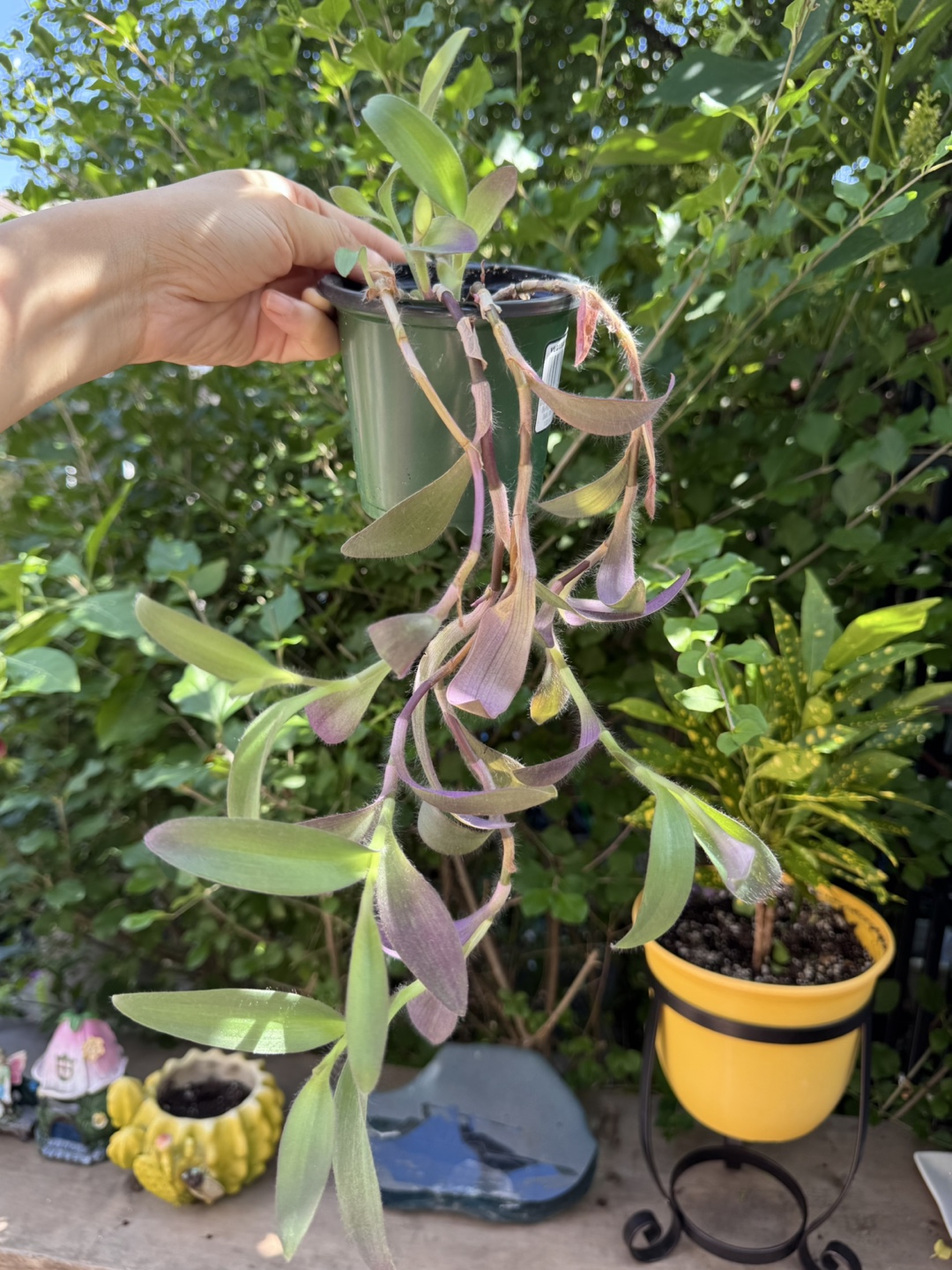 Tradescantia Purple Plant - photo 2