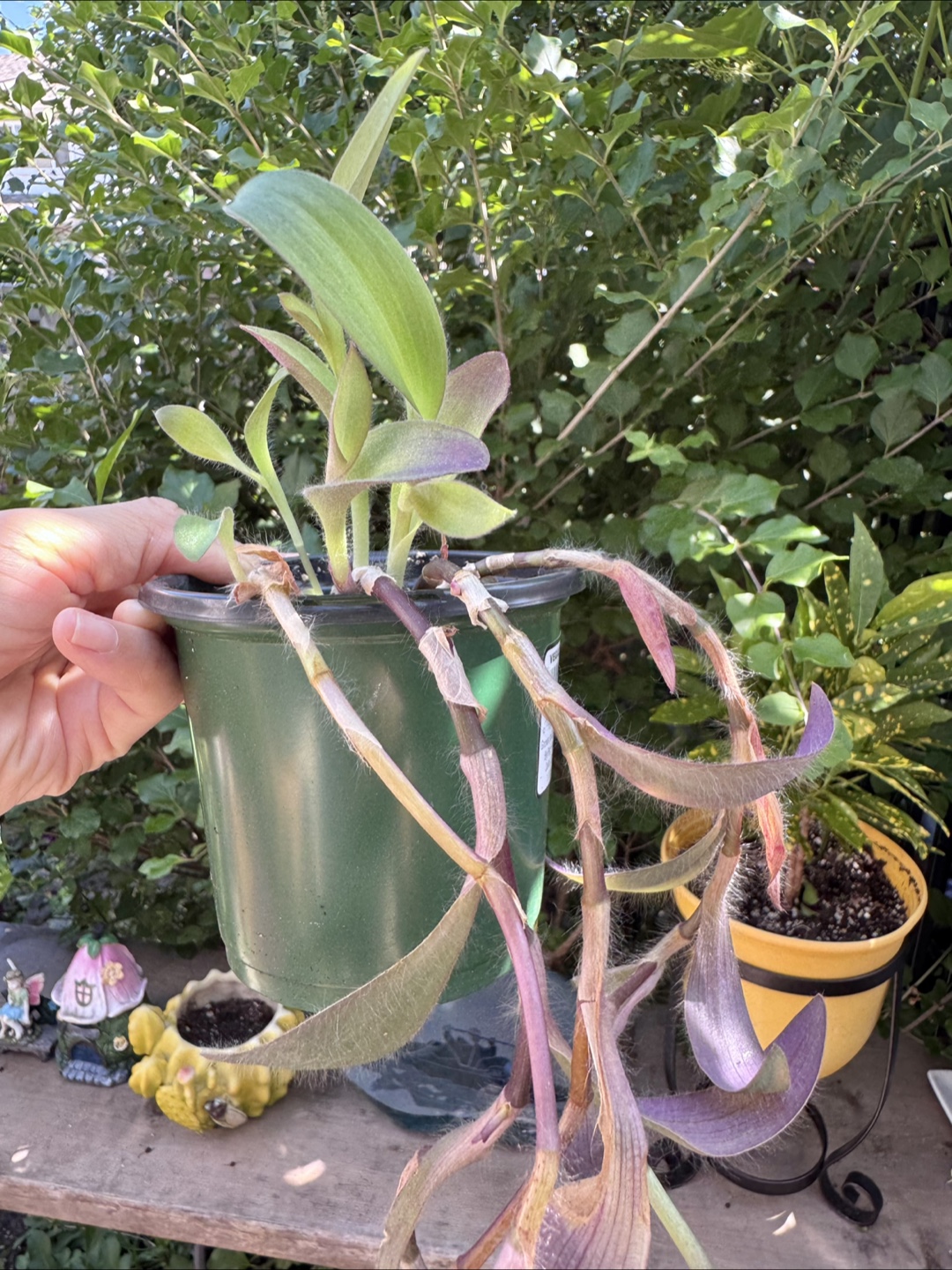 Tradescantia Purple Plant - photo 3