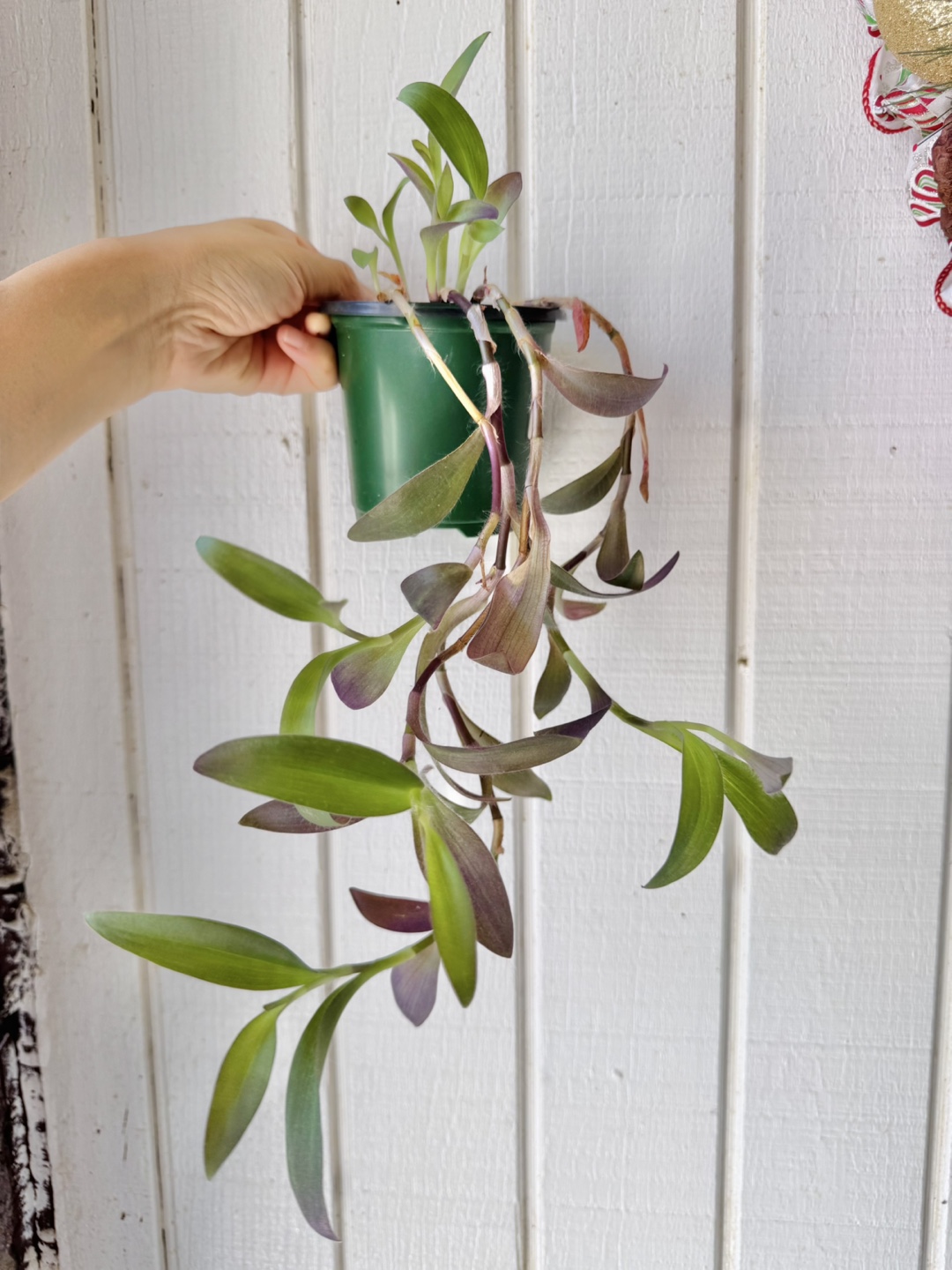 Tradescantia Purple Plant
