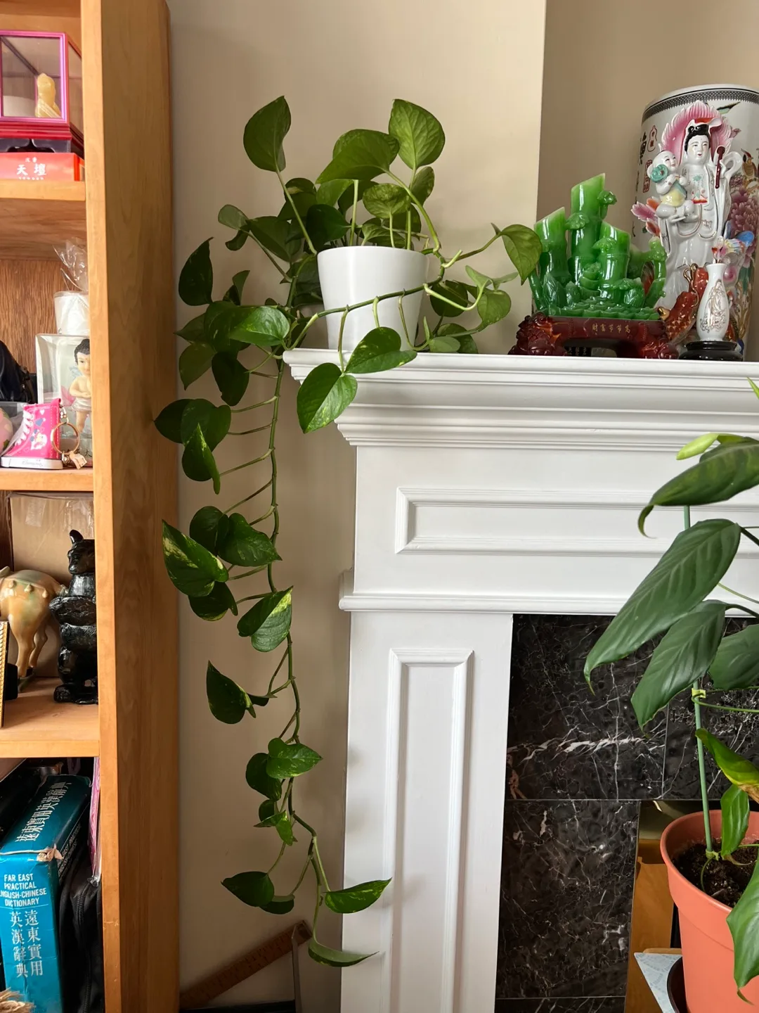 Potted Golden Pothos Plant thumbnail