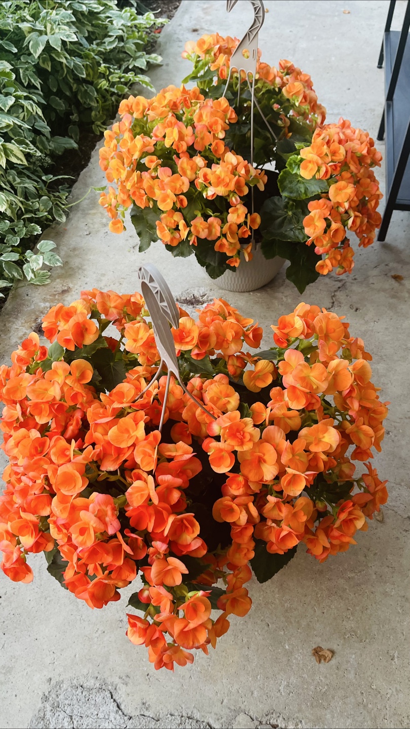 Orange Begonia Flower Baskets. Must go Asap before June 28!