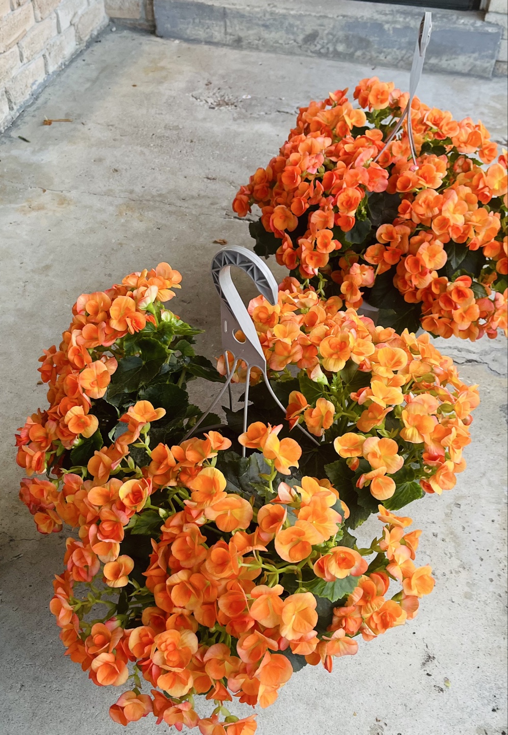 Orange Begonia Flower Baskets. Must go Asap before June 28! - photo 3