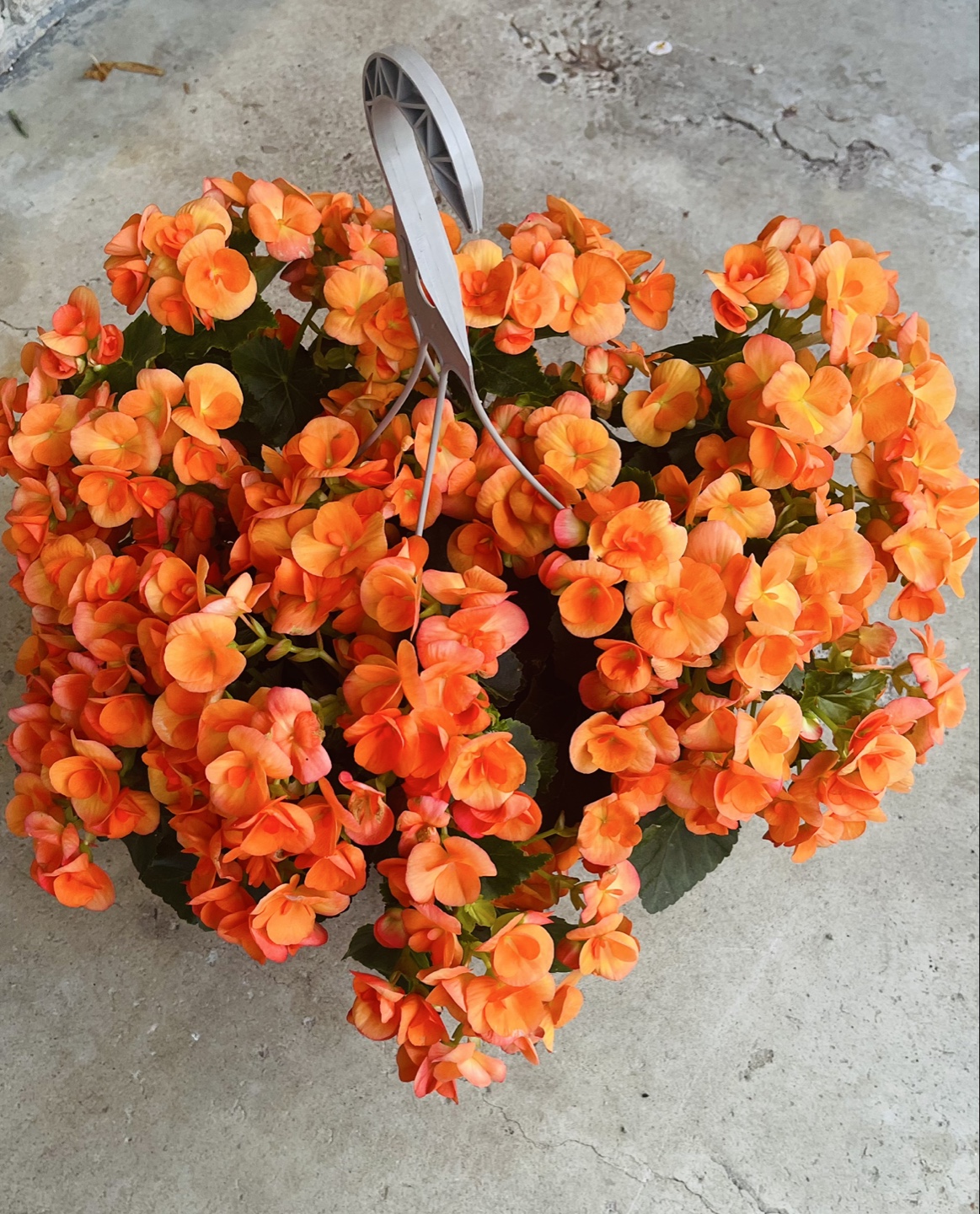 Orange Begonia Flower Baskets. Must go Asap before June 28! - photo 2