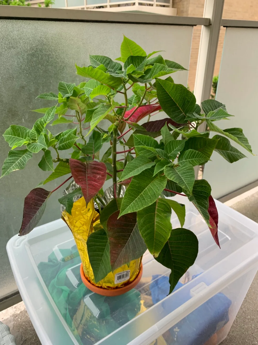 Beautiful plant with red leaves thumbnail